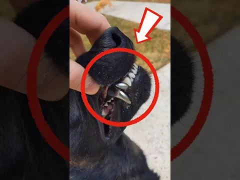 TOP 5 Cães Com as MORDIDA Mais FORTE do Mundo