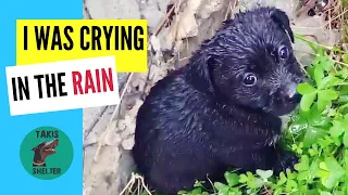 Puppies abandoned, crying in the rain - Rain & Thunder - Takis Shelter