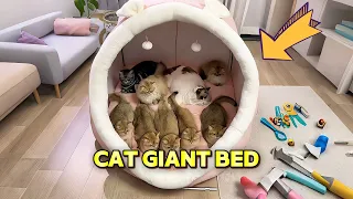 Weird cat products