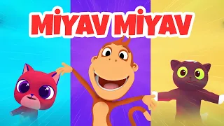 Kukuli - Miyav Miyav 🐈 YENİ MÜZİK KLİBİ #SokakHayvanları