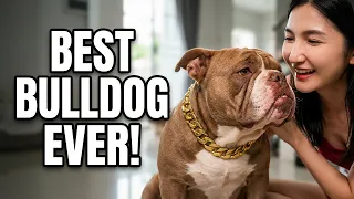 64_Siao wakes up to work #AmericanBully #americanbully #slave dog #highlights #dogs #reelsviral