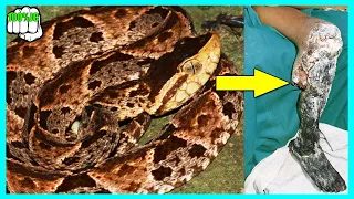 Serpiente X O Serpiente Barba Amarilla Así Es Su Letal Veneno - 100%JC