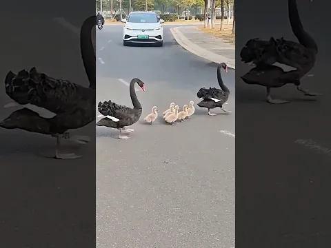 Baby Swans Follow Dad in the Cutest Line Ever. #shorts