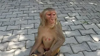 monkey lovers