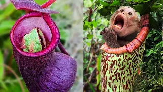 ¡Increíble! Top 20 Plantas Carnívoras que comen Animales 😱