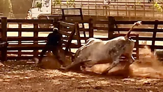 MOMENTO EXATO QUE TOURO ATACA O MENINO
