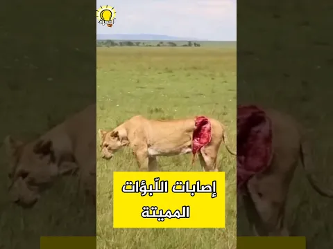 أخطر إصابات اللبؤات!  #حيوانات #animals #الحيوان #أسد #أسود #لبؤة #نمر #فهد #البرية #عالم_الحيوان