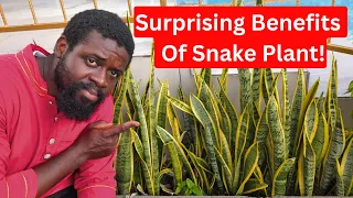 Before You Ignore This Plant, Know What It Can Do 🌿