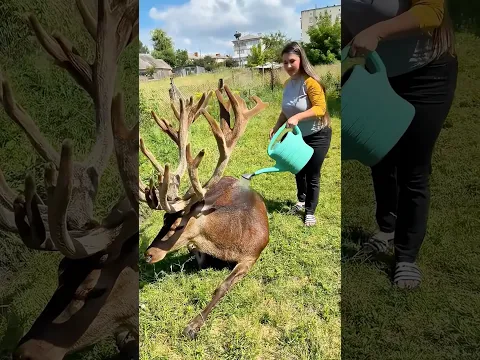 This desperate elk blocked traffic to save his friend until...