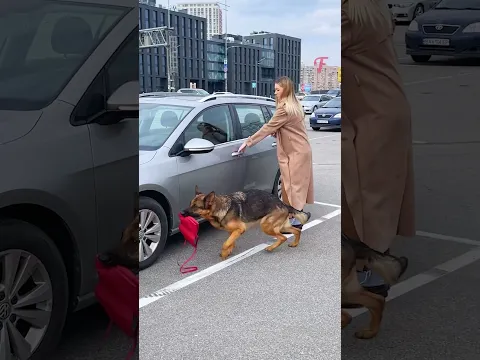 She Almost Drove Off Until the Dog Showed Her This #shorts #dog