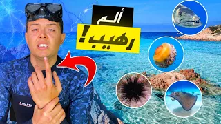 رحلة غوص إنتهت بمأساة 😭 | صادفت كائنات نادرة و خطيرة !