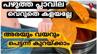 പ്ലാവിലക്ക് ഇത്രയും ഗുണം ഉണ്ടെന്നു അറിഞ്ഞോ | Weight loss belly fat | Medicinal leaf tips malayalam