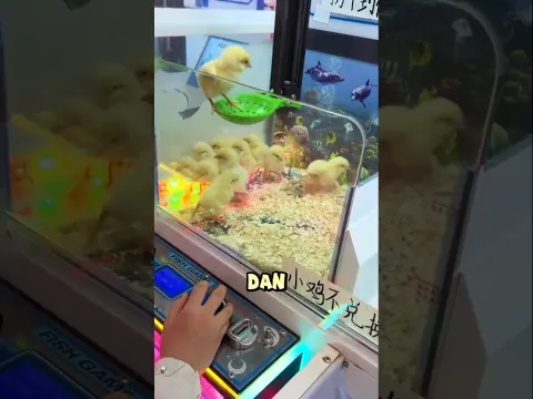 Cewek ini maen mesin capit yang hadiahnya anak ayam dan berakhir bisa bawa pulang kucing gemoy 😻🥰