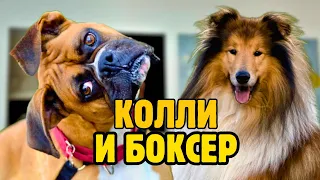 Работаю с КОЛЛИ и БОКСЕРОМ — день в груминг-салоне #dogs #grooming #vlog