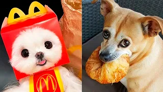 LOS MEJORES VÍDEOS VIRALES DE PERROS 🐶😂