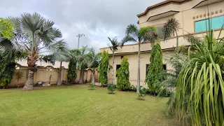 Why Bottle Palm Is Best From All Other Palm Trees