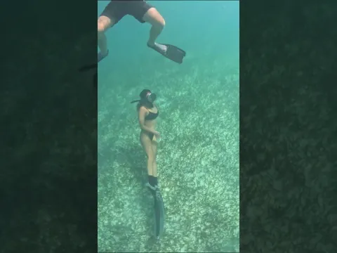 Dolphin Magic: A Diver's Perspective With Playful Animals #shorts #explore #dolphin