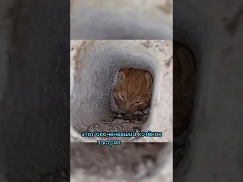 Котёнок застрял и чуть не умер от холода в -20° 🤯🥶
