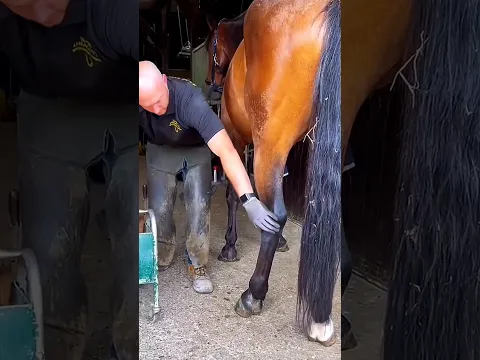 This man cleaned a horse's leg for a race. #shortsvideo
