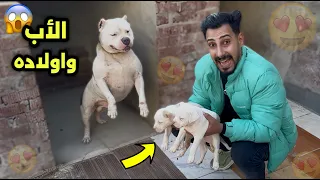 اشتريت اشرس أنوع الكلاب | نوع جديد في مزرعتي😍
