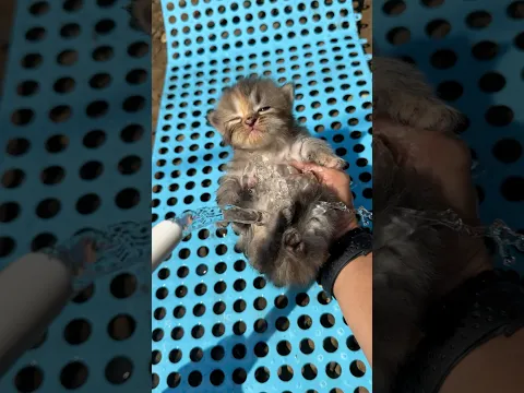 Adopt a kitten on the street that is starving #kitten #cat #rescuecat #catlovers #kucinglucu