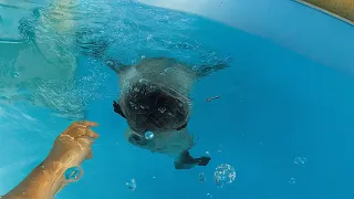 MON CHIEN C’EST NOYER DANS LA PISCINE ! (BEST OF ALBERT)