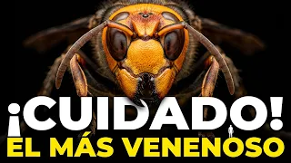 Los insectos más malvados de todos los tiempos