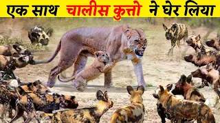 शेर से पंगा लेना बहुत महंगा पड़ गया !