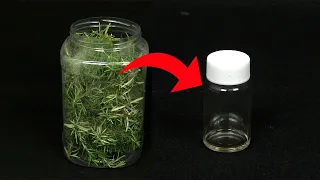 OBTENIENDO ACEITE ESENCIAL DE ROMERO