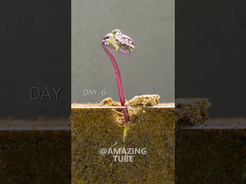 Bean - Time Lapse #timelapse #amazingtube
