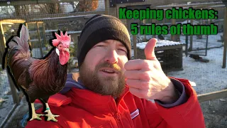 The 5 rules of thumb for keeping chickens