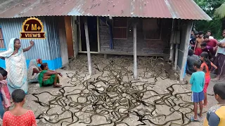 সাপের বাচ্চার কিলবিলানি দেখতে গ্রামবাসীর ভিড়টা দেখুন! Baby Cobra in Mud House! #snake #rescue