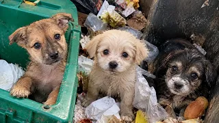 3 Puppies Were Thrown in the Trash and Nobody Cared Until We Showed Up
