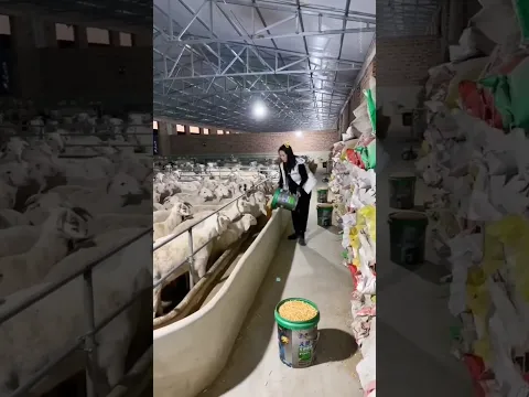 China goat farm technique 😨