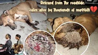 Rescued from the roadside, eaten alive by thousands of maggots💔| rescued by Ganga Maa🐾🫶