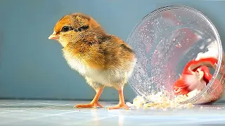 ¡HE NACIDO EN UN VASO!