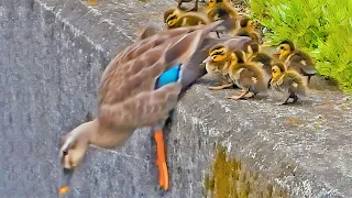 えっ⁉ 崖からジャンプ!? 教育ママに鍛えられる赤ちゃんカモたち🦆🐤【カルガモ親子】