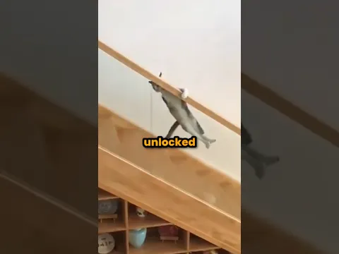 Cats Are Obsessed With Stairs! 🐈