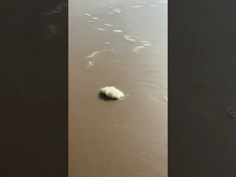 Satisfying Stomping on Beach Bubbles #shorts
