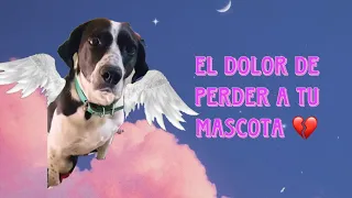 El Dolor de Perder a tu Mascota 💔 (Carta a mi Vaquita)