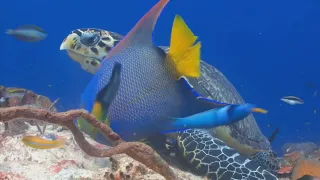 (No AI) 1 Hour Swimming Turtles 🐢🌊 | Relaxing Nature ASMR | SubhanAllah