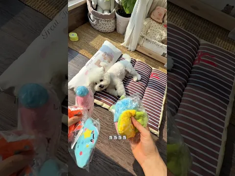 A Mamãe Trouxe Muitos Brinquedos Fofos Para Mim! 🐶🧸