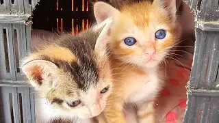 Lottle kittens Little Play #cute #cat #kittens #meow
