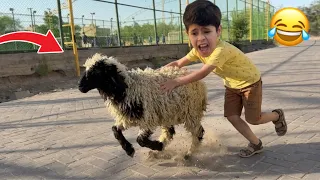 خروف العيد فلت بالشارع 🐑وبلونه يركض ورا 🏃‍♂️😂