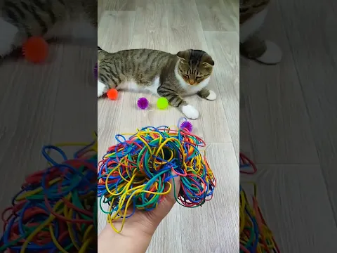 Funny Cat Barsik Balls ⭕ Reverse video #marblerunandmore #cat #reverse