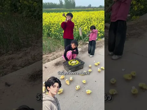 ลูกสาวเสียใจเป็นอย่างมากเมื่อลูกเจี๊ยบที่เลี้ยงไว้จากไปเพราะแม่