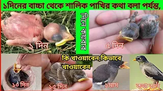শালিক পাখির খাবার।  শালিক পাখির বাচ্চার খাবার। শালিক পাখির বাচ্চাকে কি খাওয়াবো। #প্রিয়_পাখি