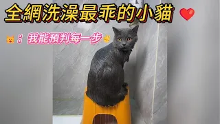 小貓洗澡全程超配合💯❤️ 🐱：人 我是不是超乖的😝 #cat #catvideos #healing #catlife #cute
