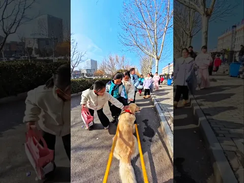 dog kart 😀