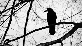 Rap Boom Bap Beat - "FALSOS" - Instrumental Hip Hop Uso Libre